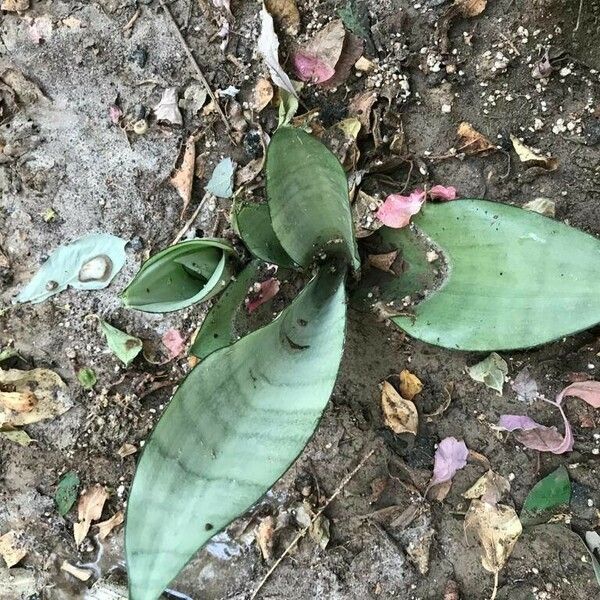 Sansevieria masoniana পাতা