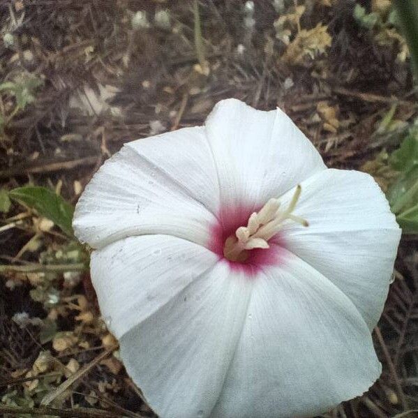 Convolvulus equitans Flor