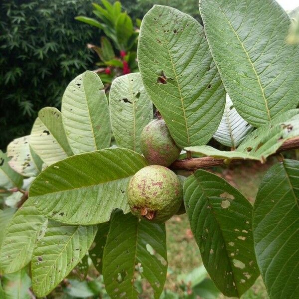 Psidium guajava Φρούτο