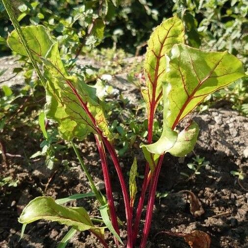 Beta vulgaris Habitus