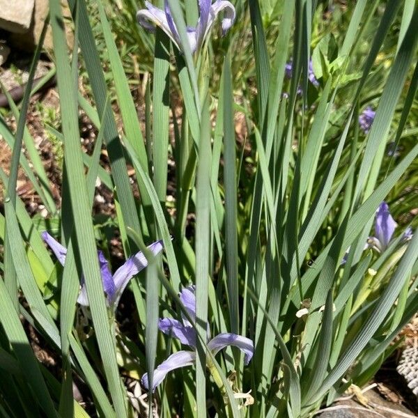 Iris lactea Flower