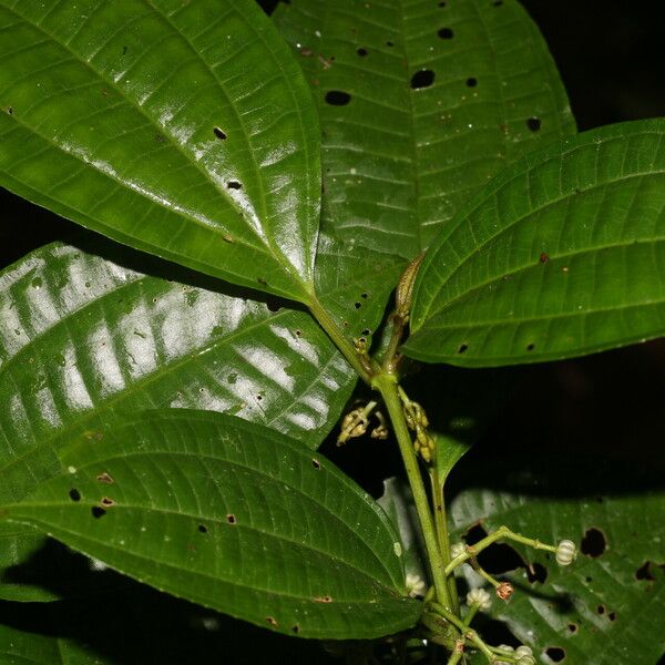 Miconia rubescens List