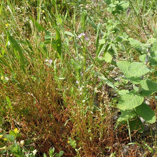 Lythrum hyssopifolia Habit