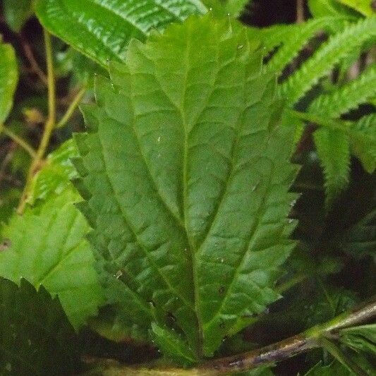 Stachytarpheta urticifolia Folha