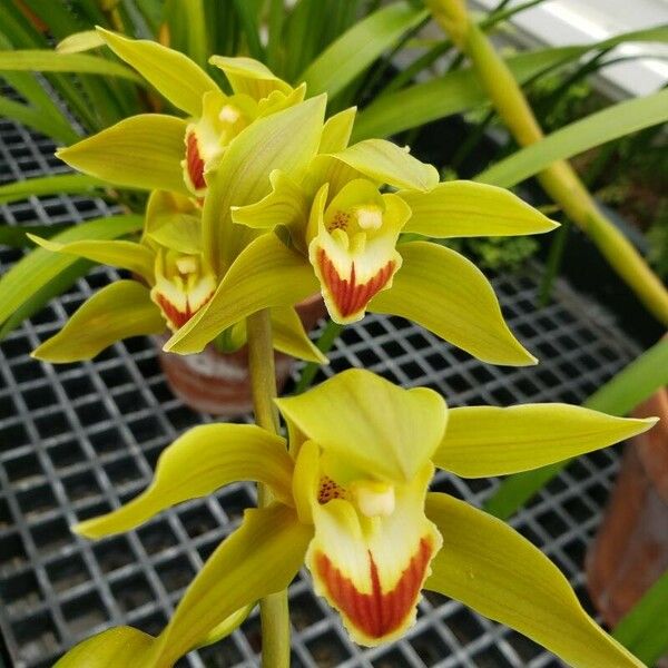 Cymbidium lowianum Flor