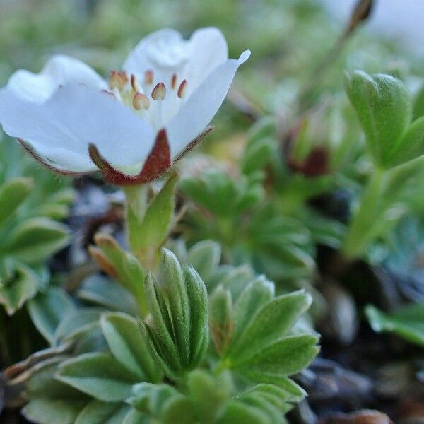 Potentilla nitida Συνήθη χαρακτηριστικά