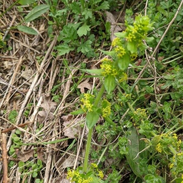 Cruciata laevipes Flower