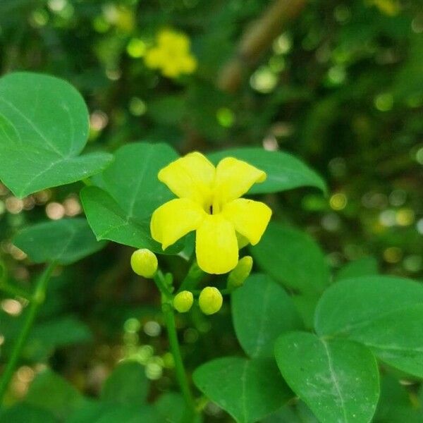 Chrysojasminum odoratissimum Flor