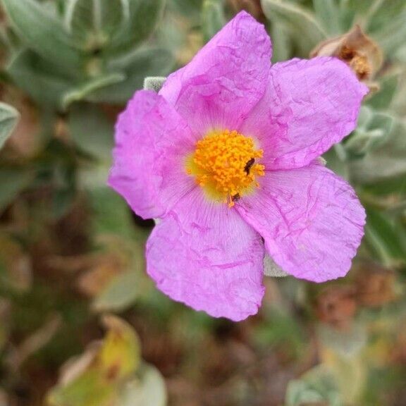 Cistus albidus Květ