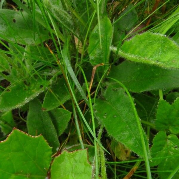 Crepis paludosa पत्ता