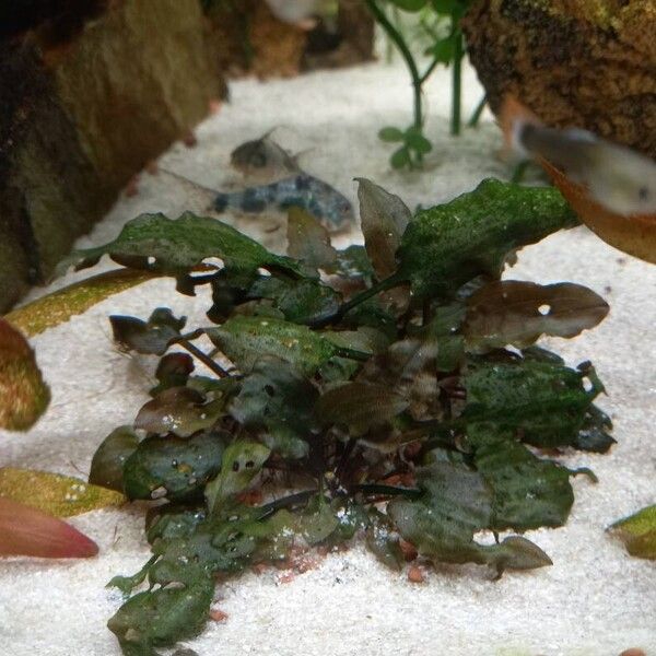 Cryptocoryne wendtii Yaprak