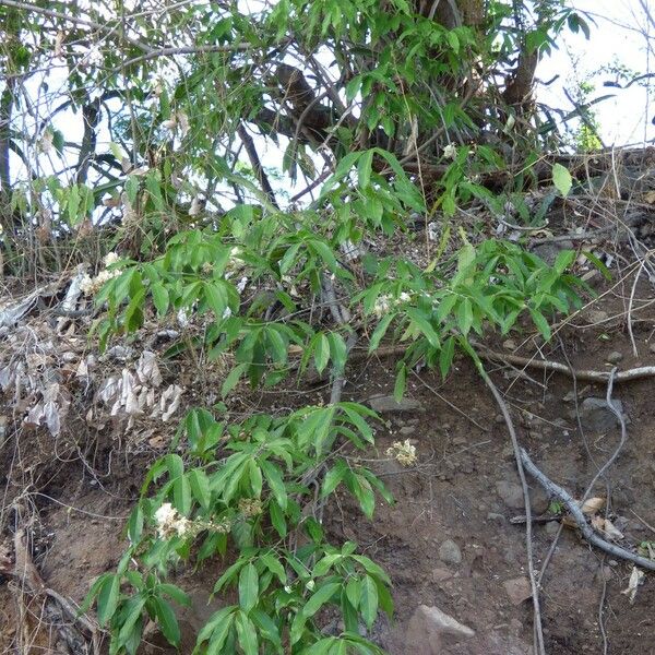 Hiptage benghalensis Alkat (teljes növény)