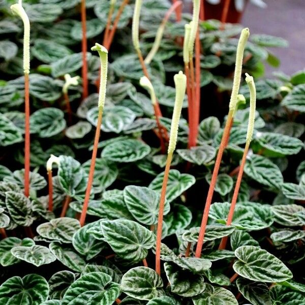 Peperomia albovittata Агульны выгляд