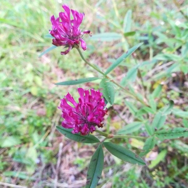 Trifolium alpestre Blomst