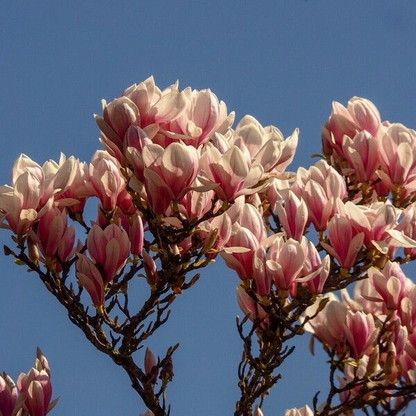 Magnolia × soulangeana Fleur