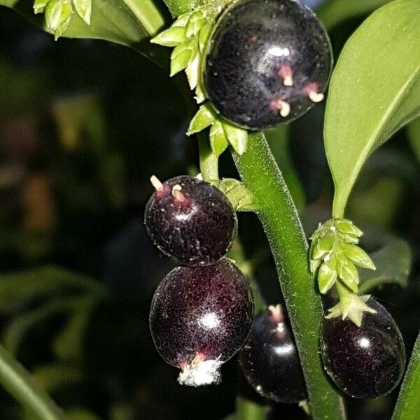 Sarcococca confusa Frucht