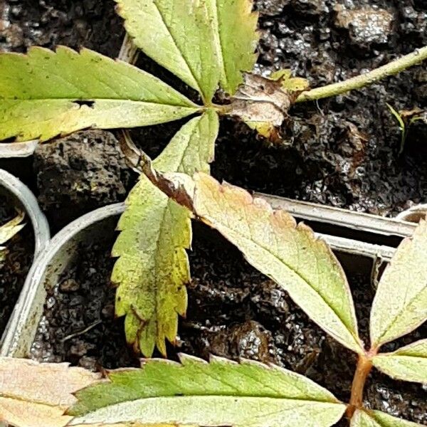 Comarum palustre Leaf