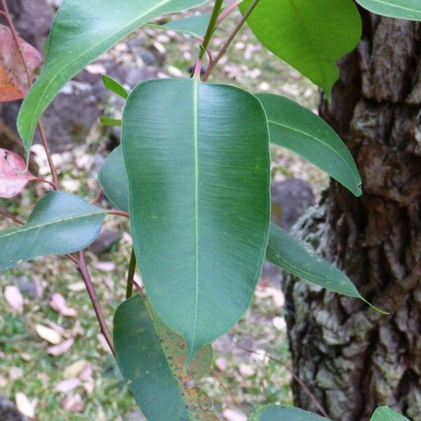 Eucalyptus robusta Yaprak