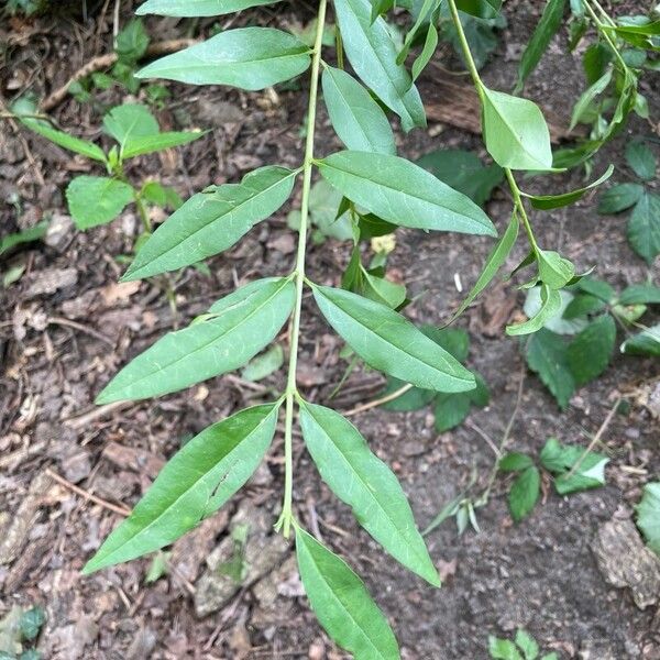 Fontanesia philliraeoides Leaf