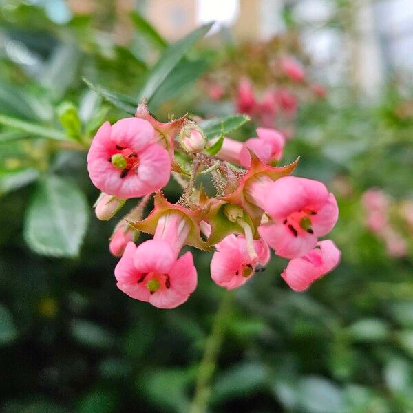 Escallonia rubra Květ