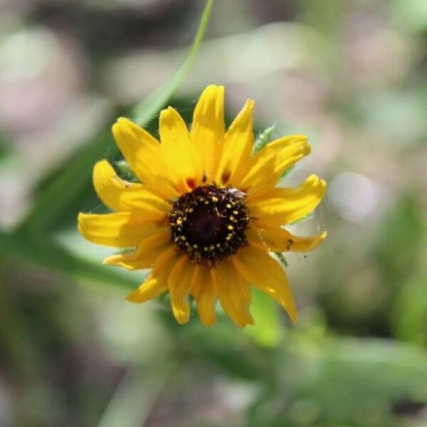 Helianthus debilis Flower