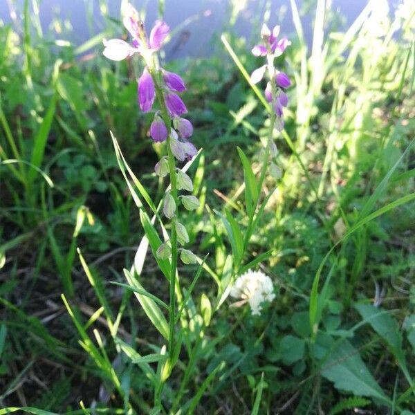 Polygala comosa Flower