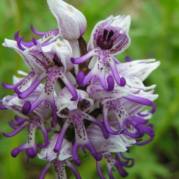 Orchis simia 花