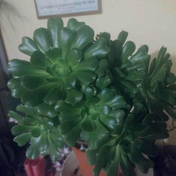 Aeonium castello-paivae Blad