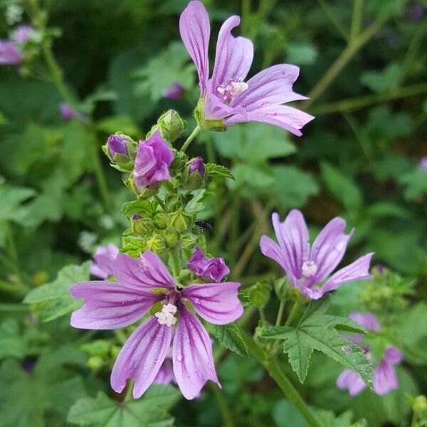 Malva sylvestris Flower