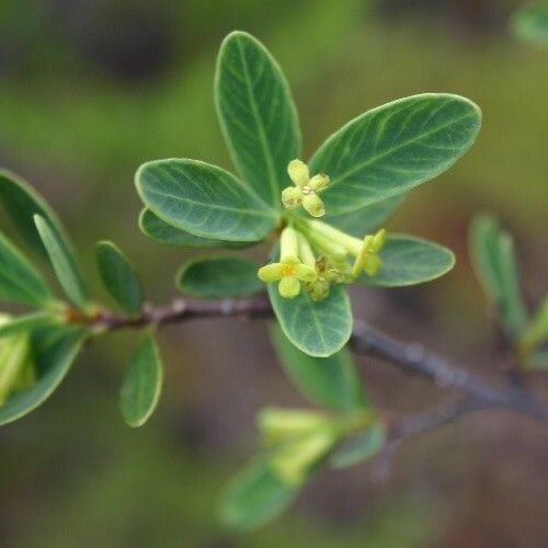 Wikstroemia indica عادت داشتن