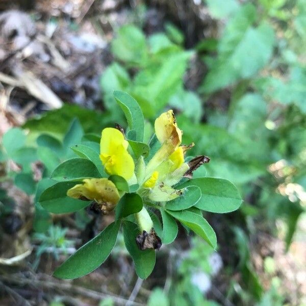 Chamaecytisus hirsutus Λουλούδι