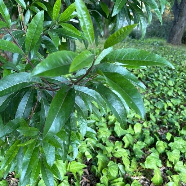 Nuxia floribunda Levél