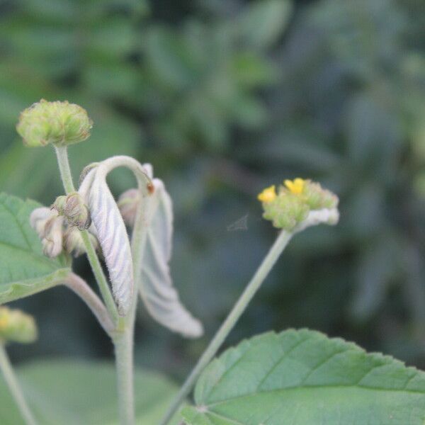 Waltheria glomerata Kvet