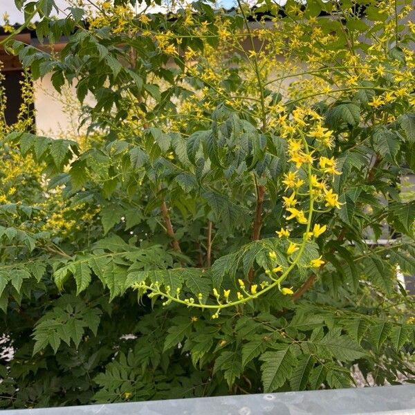 Koelreuteria paniculata Λουλούδι