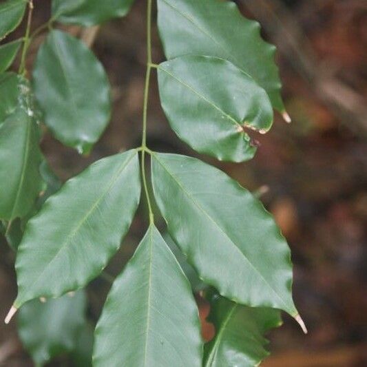 Andira inermis Blad