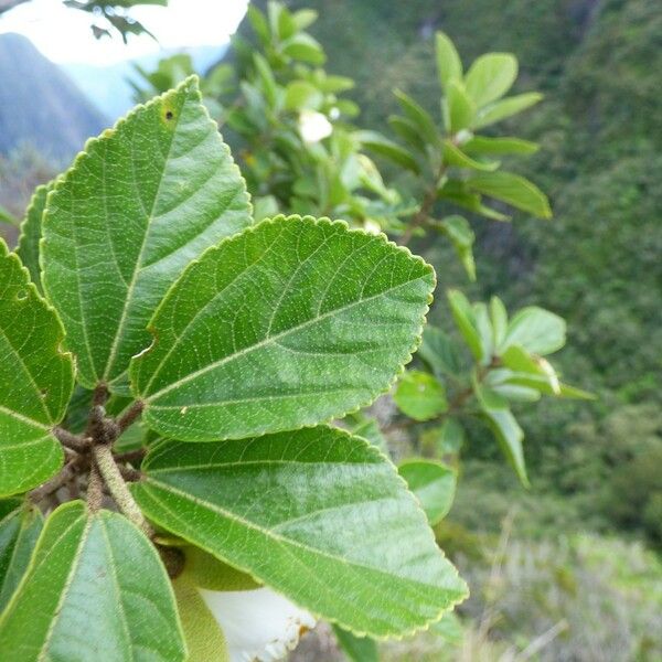 Trochetia granulata Leaf