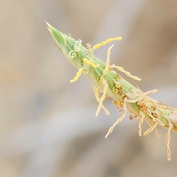 Cyperus conglomeratus फूल