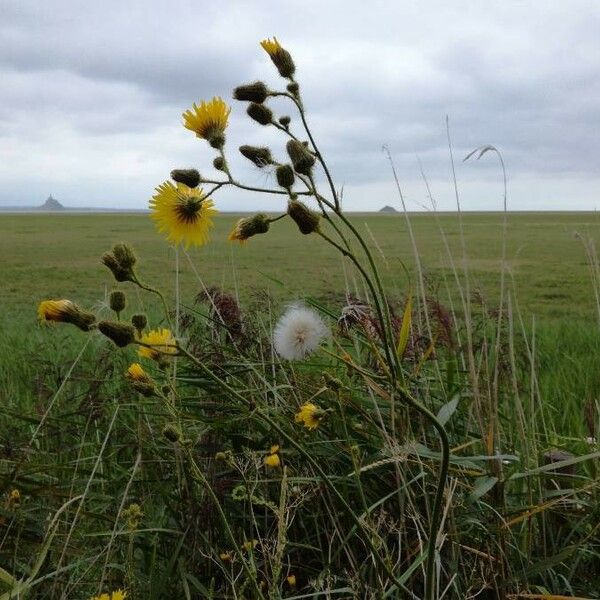 Sonchus arvensis Λουλούδι