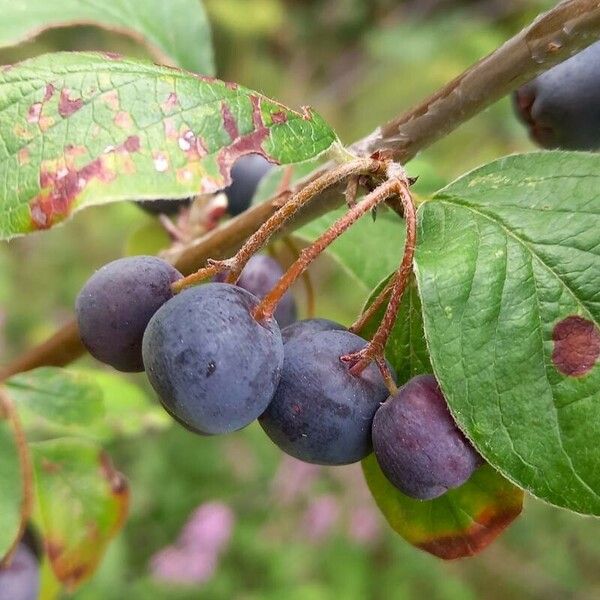 Cotoneaster integerrimus ഫലം