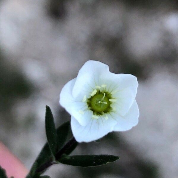 Arenaria montana Flower