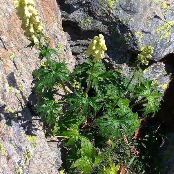 Aconitum vulparia Floro