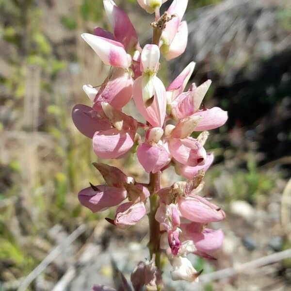 Lupinus polyphyllus Bloem