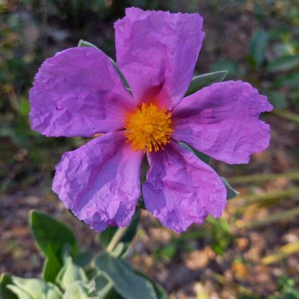 Cistus albidus Blüte