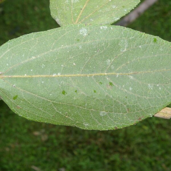 Clibadium surinamense Blatt