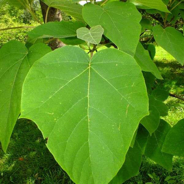 Paulownia tomentosa Liść