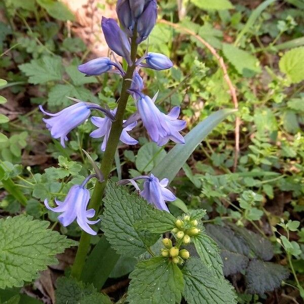 Hyacinthoides hispanica Květ