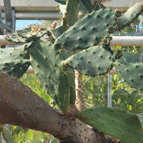 Opuntia elatior Leaf