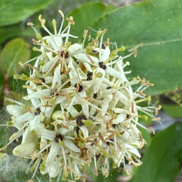 Cornus amomum Flower