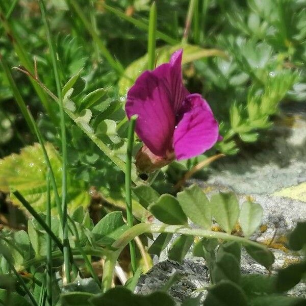 Vicia pyrenaica Bloem