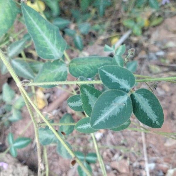 Desmodium uncinatum Leaf